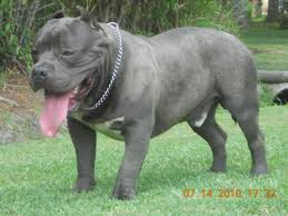 pitbull blue ADULTO